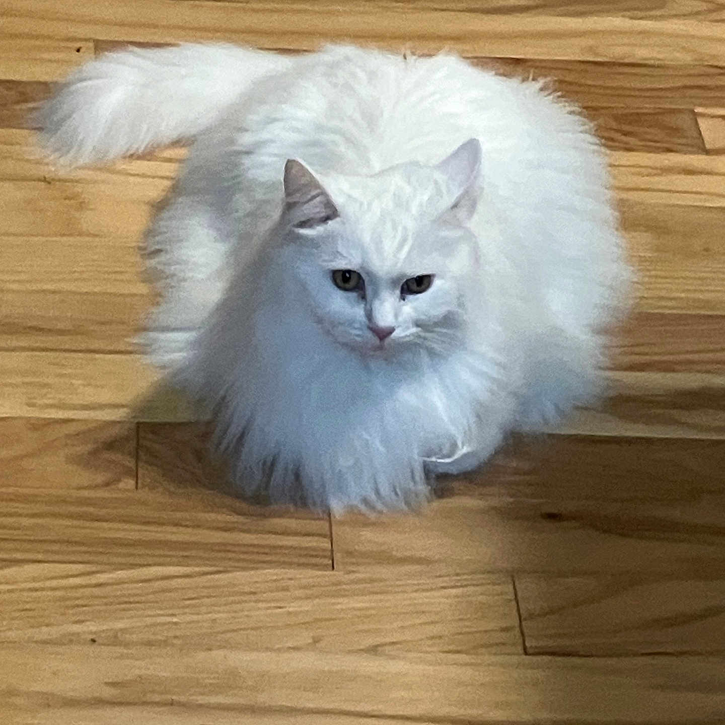 Fluffy is registered to the contest to win money with this photo: cat, white, fluffy, long_hair, pet, animal, indoor, wooden_floor, flooring, feline, cute, sitting, fur, domestic_animal, whiskers, ears, tail, eyes, mammal, resting