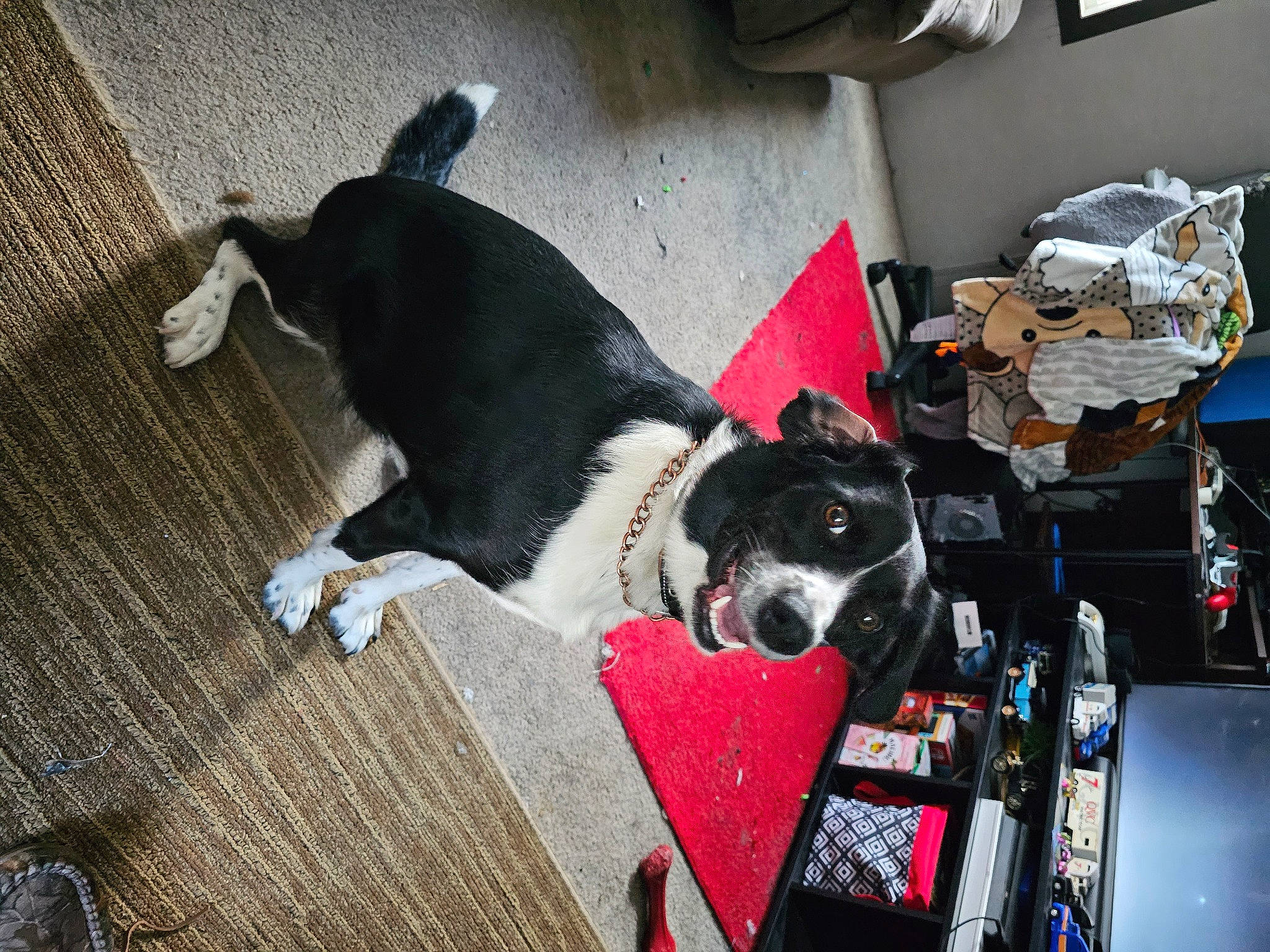 Cookie joined the competition — help win amazing prizes! canidae, carmine, carnivore, collar, companion_dog, dog, dog_breed, dog_collar, dog_supply, flooring, fur, guard_dog, hardwood, non_sporting_group, pet_supply, snout, sporting_group, wood, working_animal, working_dog