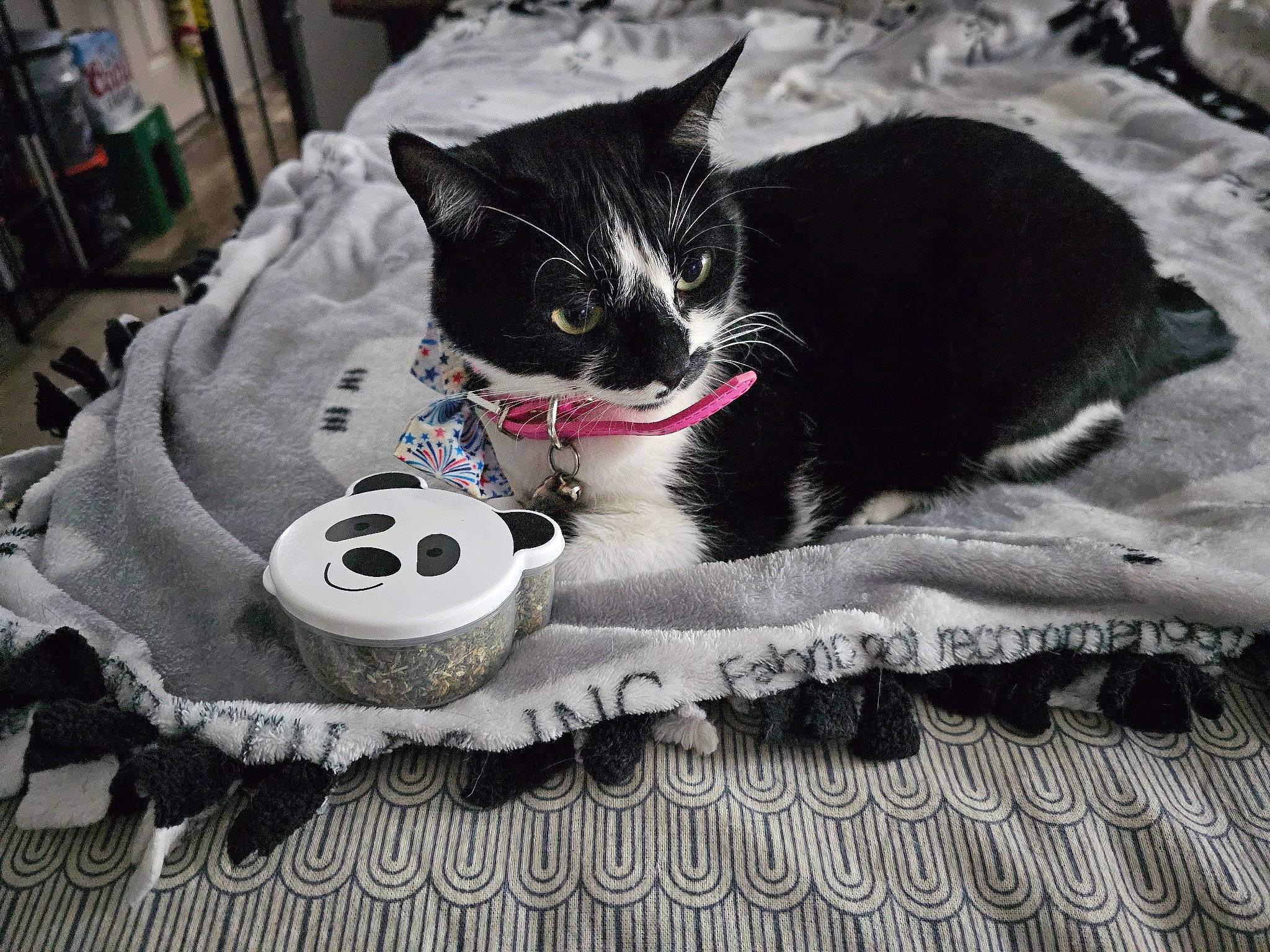 Nessie is registered to the contest to win money with this photo: automotive_tire, black, carnivore, cat, comfort, cup, domestic_short_haired_cat, drinkware, felidae, fur, grey, linens, pattern, plate, serveware, small_to_medium_sized_cats, snout, tail, textile, whiskers