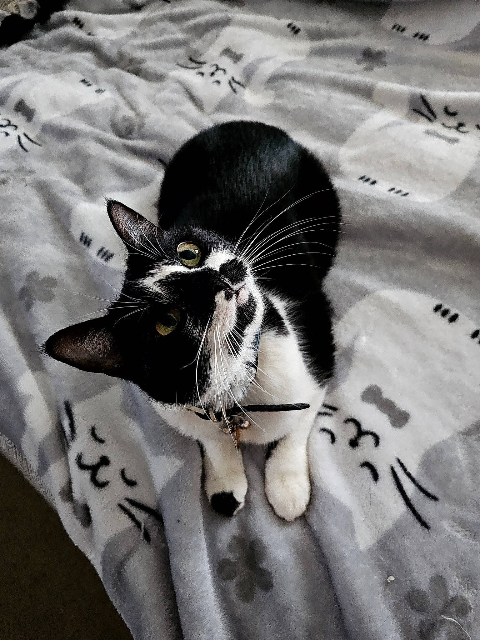 Nessie joined the competition — help win amazing prizes! black_and_white, black_hair, carnivore, cat, eye, felidae, gesture, grey, headgear, human_leg, monochrome, pattern, petal, plant, small_to_medium_sized_cats, snout, style, tail, toy, whiskers