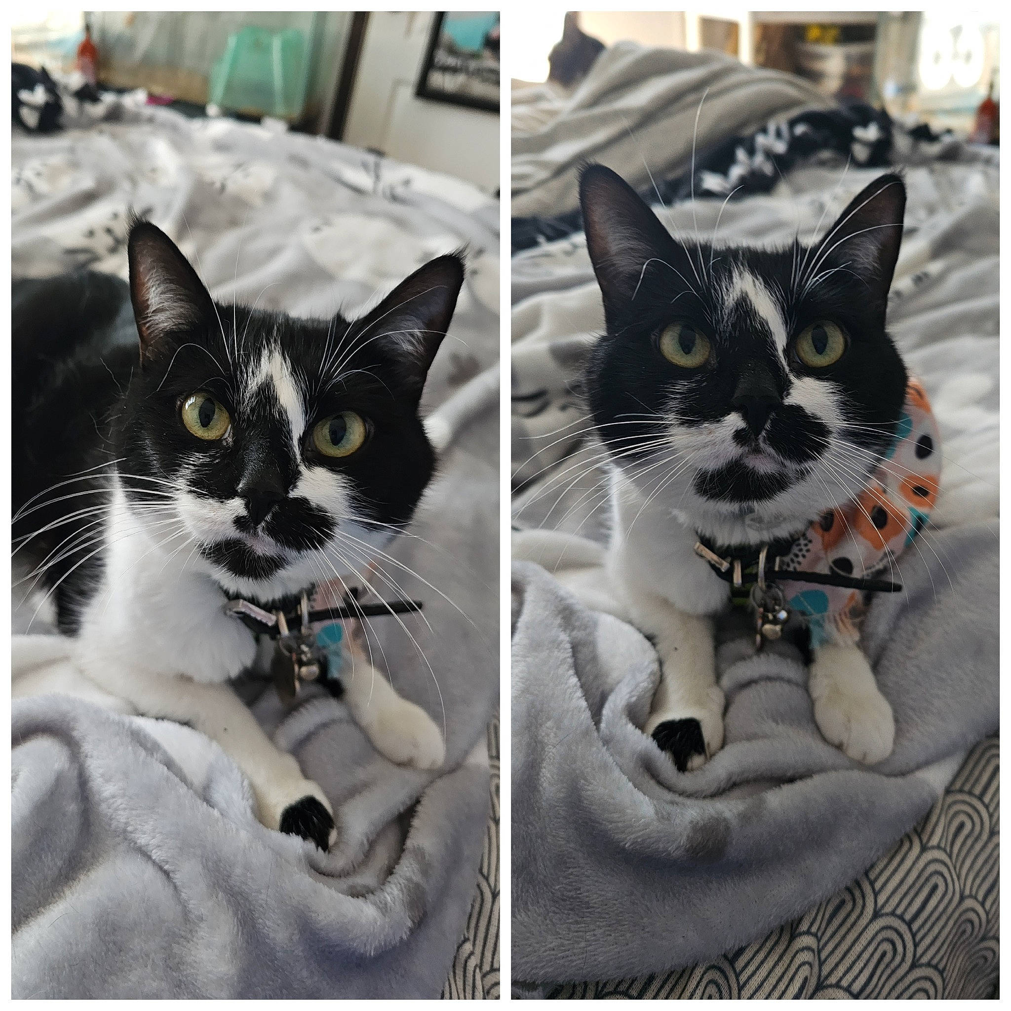 Nessie joined the competition — help win amazing prizes! art, beauty, carnivore, cat, comfort, domestic_short_haired_cat, felidae, font, mammal, paw, photo_caption, rectangle, small_to_medium_sized_cats, snapshot, snout, stock_photography, style, vertebrate, whiskers, window