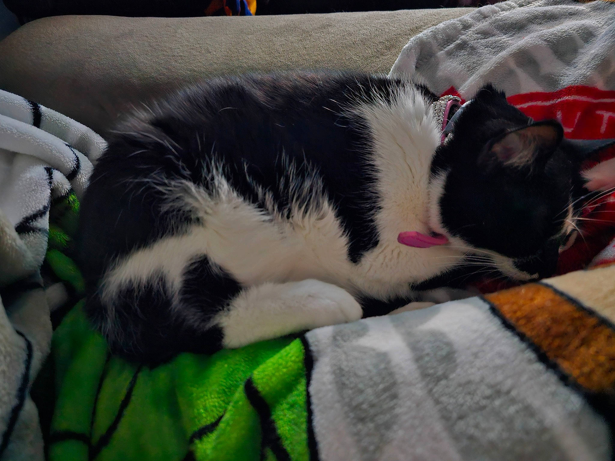 Nessie joined the competition — help win amazing prizes! canidae, carnivore, cat, cloud, comfort, companion_dog, couch, dog_breed, domestic_short_haired_cat, felidae, fur, lap, linens, nap, sky, small_to_medium_sized_cats, snout, sporting_group, tail, whiskers