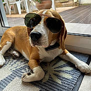 Pouppy a rejoint le concours — aidez-le/la à gagner de superbes lots ! dog, beagle, sunglasses, indoor, rug, glass_door, patio, plant, chair, relaxed, pet, animal, brown, white, floor, collar, sunlight, home, casual, portrait
