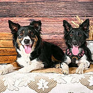 Sensy Et Angy a rejoint le concours — aidez-le/la à gagner de superbes lots ! dog, canine, pet, animal, tongue_out, ears_up, table, lace_tablecloth, wooden_crate, vase, dried_wheat, rustic, indoor, portrait, two_dogs, black_dog, brown_dog, happy, smiling, domestic_animal