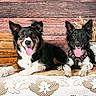 dog, canine, pet, animal, tongue_out, ears_up, table, lace_tablecloth, wooden_crate, vase, dried_wheat, rustic, indoor, portrait, two_dogs, black_dog, brown_dog, happy, smiling, domestic_animal