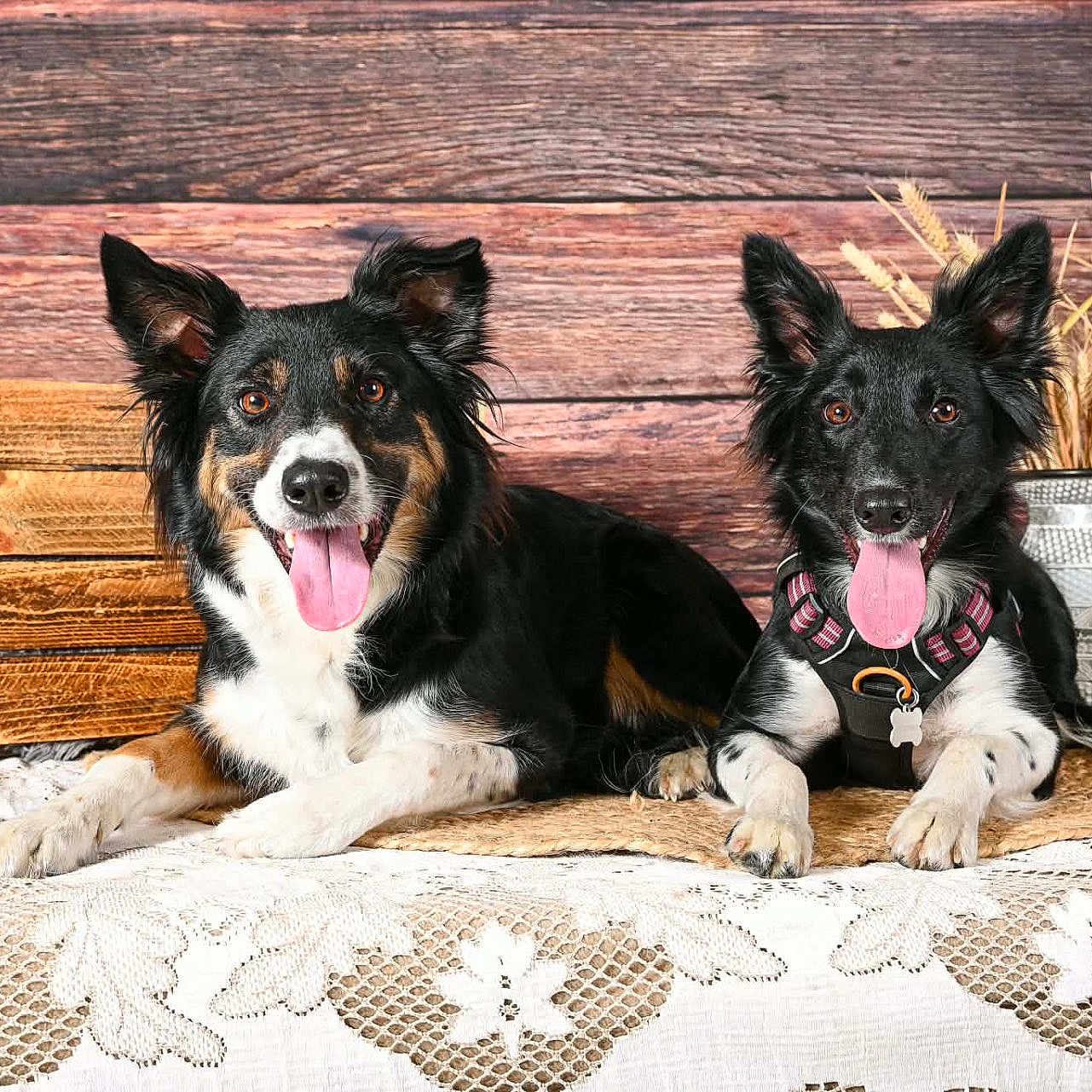 Sensy Et Angy a rejoint le concours — aidez-le/la à gagner de superbes lots ! dog, canine, pet, animal, tongue_out, ears_up, table, lace_tablecloth, wooden_crate, vase, dried_wheat, rustic, indoor, portrait, two_dogs, black_dog, brown_dog, happy, smiling, domestic_animal