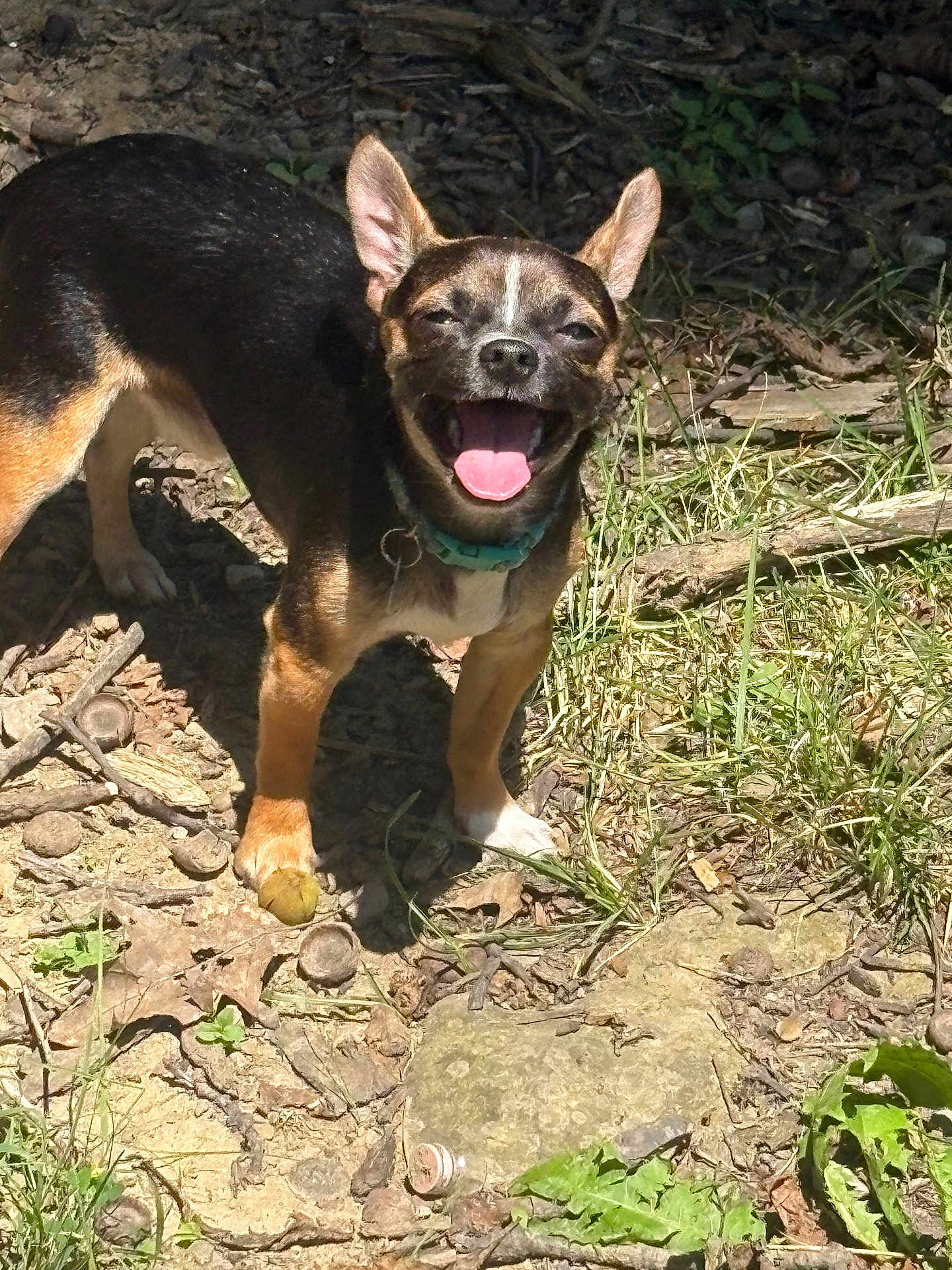 Pedro joined the competition — help win amazing prizes! dog, small_dog, outdoor, sunlight, grass, leaves, earth, nature, pet, happy, tongue_out, animal, ears_up, collar, smiling, canine, playful, ground, daylight, shadow
