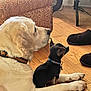 Pedro is registered to the contest to win money with this photo: dog, puppy, large_dog, small_dog, collar, wooden_floor, slippers, ottoman, patterned_furniture, indoor, pet, animal, companions, resting, side_view, flooring, household, domestic, cute, friendship