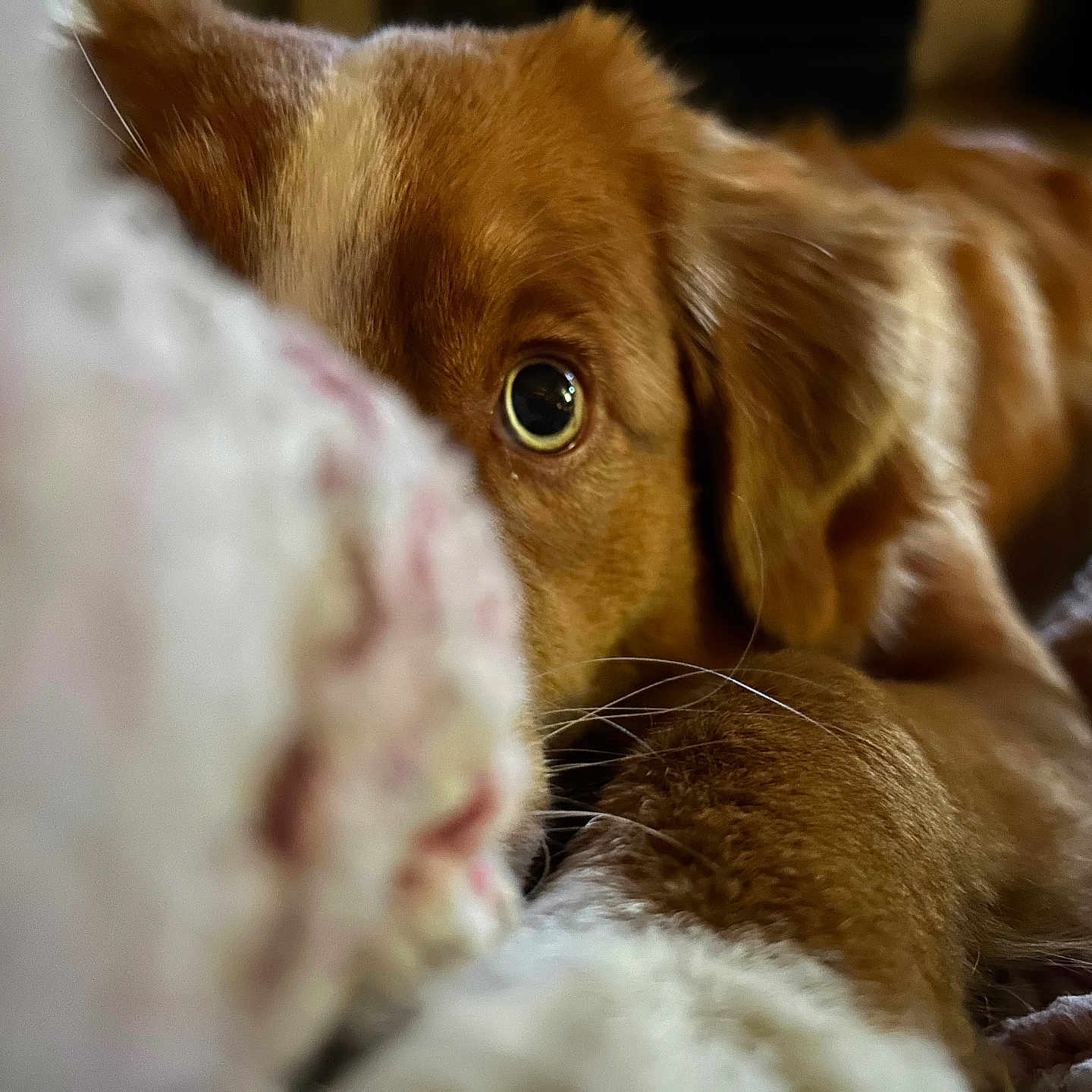 Vadrouille Gonnet participe au concours pour gagner de l'argent avec cette photo : animal, blanket, brown, close_up, cozy, curious, cute, dog, eye, fur, fuzzy, indoor, laying, paw, pet, portrait, resting, soft, warm, whiskers