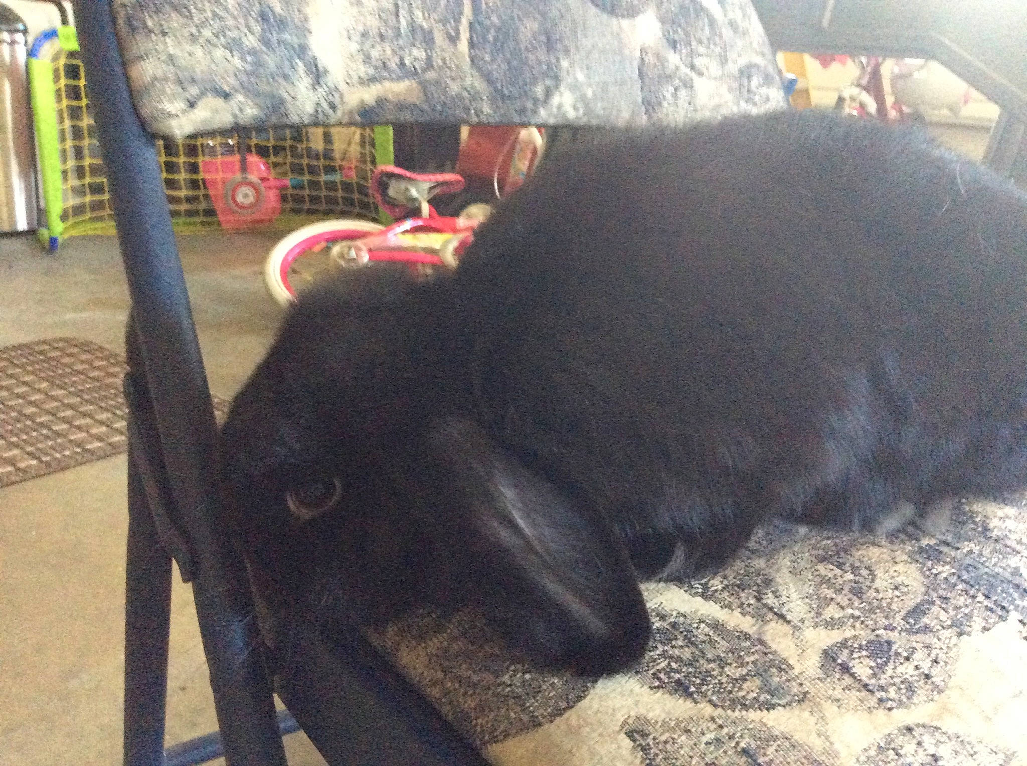 Peter joined the competition — help win amazing prizes! canidae, carnivore, chair, companion_dog, dog, dog_breed, guard_dog, labrador_retriever, non_sporting_group, puppy, sporting_group, tail