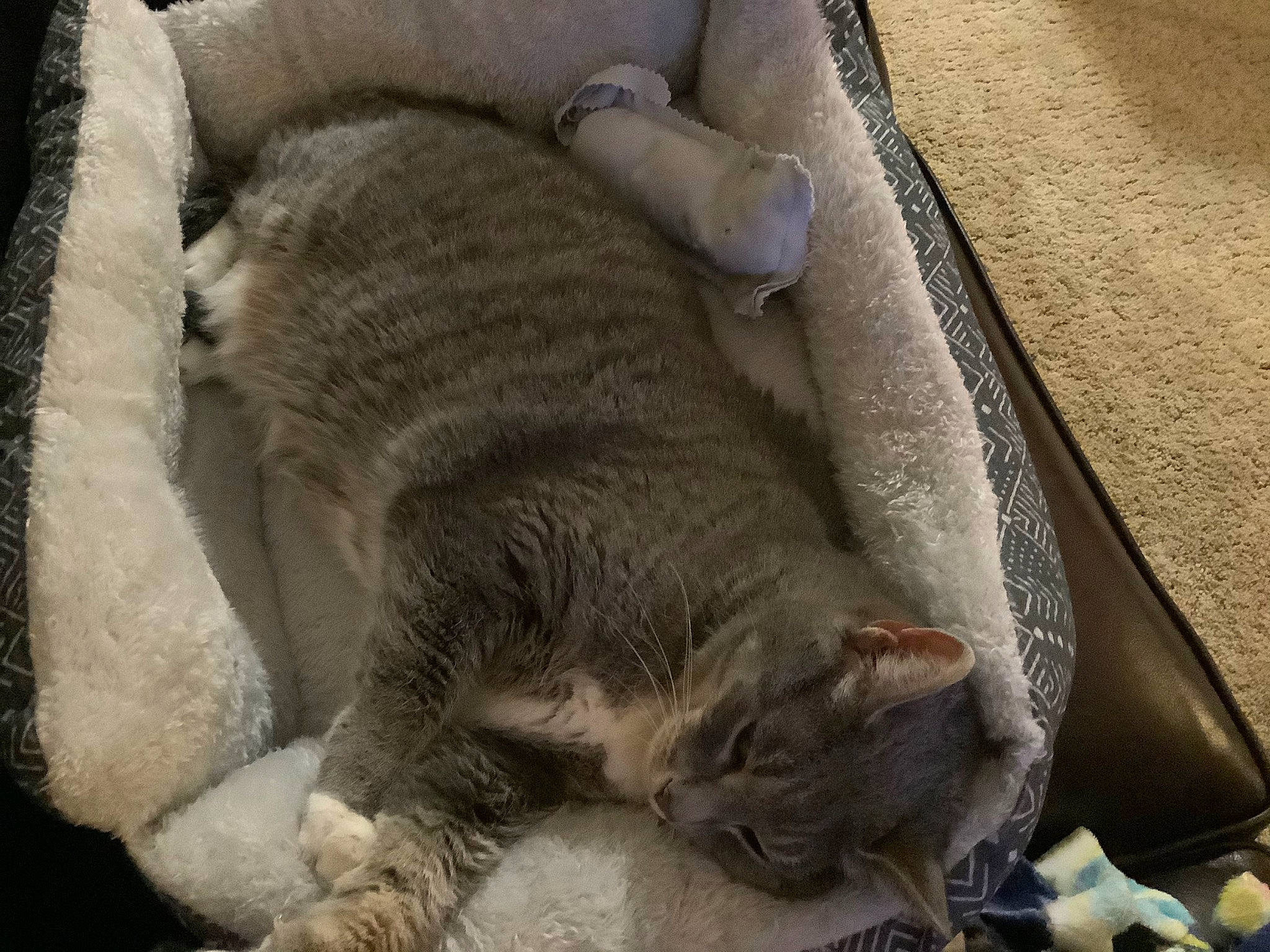 Cheetah joined the competition — help win amazing prizes! asian, british_semi_longhair, british_shorthair, carnivore, cat, claw, domestic_short_haired_cat, dragon_li, european_shorthair, fawn, felidae, fur, mammal, nap, paw, sleep, small_to_medium_sized_cats, snout, whiskers