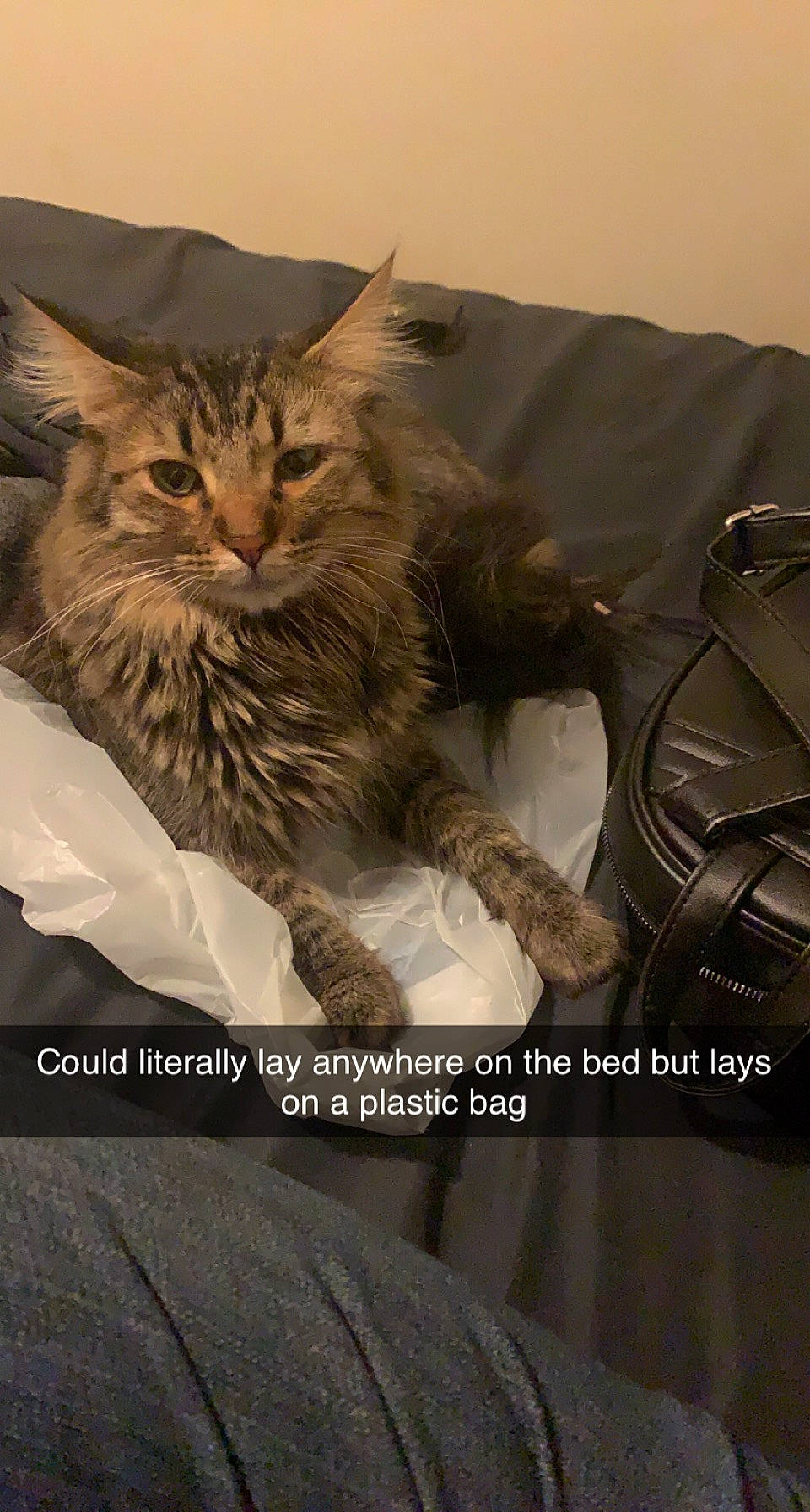 Jericho is registered to the contest to win money with this photo: bag, bed, carnivore, cat, claw, comfort, domestic_short_haired_cat, felidae, font, fur, luggage_and_bags, maine_coon, paw, photo_caption, small_to_medium_sized_cats, snout, tail, terrestrial_animal, whiskers