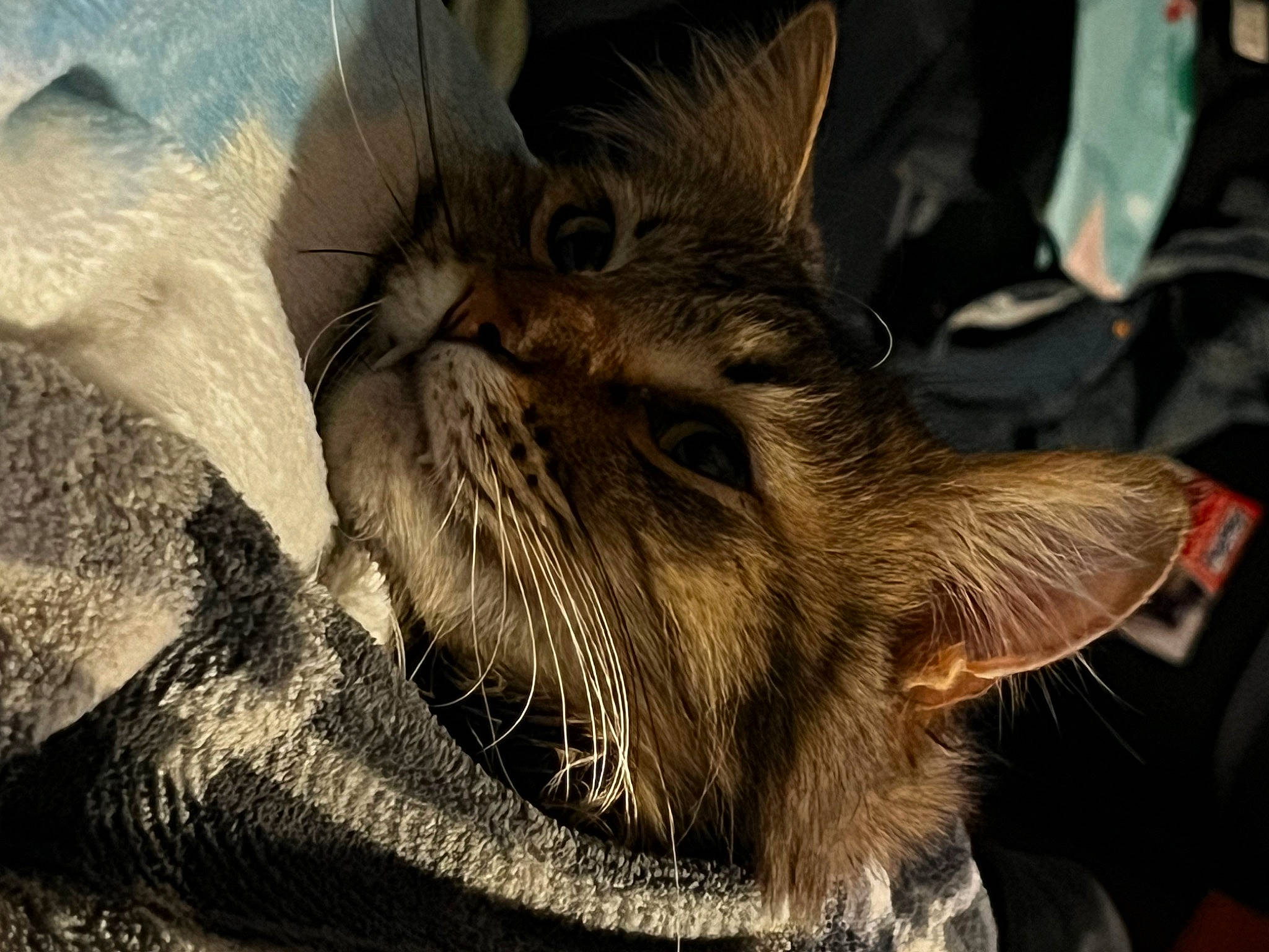 Jericho joined the competition — help win amazing prizes! art, carnivore, cat, claw, domestic_short_haired_cat, fawn, felidae, fur, liver, metal, paw, small_to_medium_sized_cats, snout, terrestrial_animal, whiskers, wildlife, wing, wrinkle