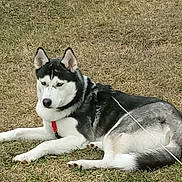 Thor joined the competition — help win amazing prizes! dog, siberian_husky, leash, grass, outdoor, pet, animal, canine, lying_down, black_and_white, fur, ears, nose, collar, resting, nature, daylight, domestic_animal, mammal, watchful