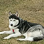 dog, siberian_husky, leash, grass, outdoor, pet, animal, canine, lying_down, black_and_white, fur, ears, nose, collar, resting, nature, daylight, domestic_animal, mammal, watchful