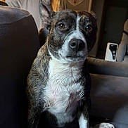 Chanel a rejoint le concours — aidez-le/la à gagner de superbes lots ! animal, brown_dog, canine, couch, dog, ears, fur, furniture, heart_shaped_frame, home, indoor, lamp, living_room, nose, person, pet, relaxed, seated, staircase, white_hoodie