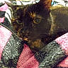 Lilly joined the competition — help win amazing prizes! animal, blanket, cat, close_up, comfort, cozy, ears, eyes, face, fur, gray, home, indoor, pet, pink, resting, soft, texture, tortoiseshell, whiskers
