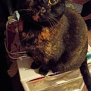 Lilly joined the competition — help win amazing prizes! animal, black, brown, carpet, cat, close_up, curious, domestic_cat, drawer_unit, eye, feline, furniture, household, indoor, looking_up, orange, pet, sitting, tortoiseshell_cat, whiskers