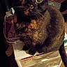 animal, black, brown, carpet, cat, close_up, curious, domestic_cat, drawer_unit, eye, feline, furniture, household, indoor, looking_up, orange, pet, sitting, tortoiseshell_cat, whiskers