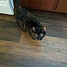Lilly joined the competition — help win amazing prizes! animal, appliance, cabinet, cat, curious, domestic, ears, feline, flooring, home, household, human_foot, indoor, kitchen, looking_up, pet, tail, tortoiseshell_cat, wooden_floor, yellow_eyes
