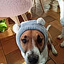 Shadow participe au concours pour gagner de l'argent avec cette photo : dog, pet, knit_hat, hat, indoors, tiled_floor, cute, close_up, brown_and_white, big_eyes, looking_up, ears, knitwear, toy, green_toy, chair, furniture, paw, nose, portrait