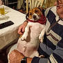 dog, pet, person, lap, bandana, chair, table, drink, smartwatch, phone, glasses, sweater, indoor, dining, relaxed, belly, paw, holding, candid, cozy