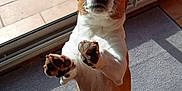 Shadow a rejoint le concours — aidez-le/la à gagner de superbes lots ! dog, pet, small_dog, paws, paw_pads, begging, standing, indoor, home, mat, rug, sliding_door, glass, sunlight, tile_floor, snout, whiskers, brown_white, looking_up, portrait