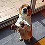 dog, pet, small_dog, paws, paw_pads, begging, standing, indoor, home, mat, rug, sliding_door, glass, sunlight, tile_floor, snout, whiskers, brown_white, looking_up, portrait