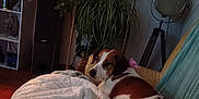Shana a rejoint le concours — aidez-le/la à gagner de superbes lots ! dog, blanket, couch, living_room, houseplant, lamp, tripod_lamp, comforter, pillow, pet, brown_and_white, spotted_coat, lounging, sleepy, indoor, cozy, plant_shelf, home_decor, relaxed, tiled_floor