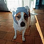 dog, pet, knit_hat, hat, ears, cute, tile_floor, indoor, sunlight, shadow, plant, cabinet, portrait, brown_spots, white_fur, standing, looking_at_camera, nose, paws, sad_eyes