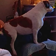 Shana a rejoint le concours — aidez-le/la à gagner de superbes lots ! dog, pet, small_dog, brown_and_white, side_profile, sitting, indoor, living_room, couch, armrest, blanket, lamp, potted_plant, low_light, blurry, cozy, furniture, home, looking_away, companion