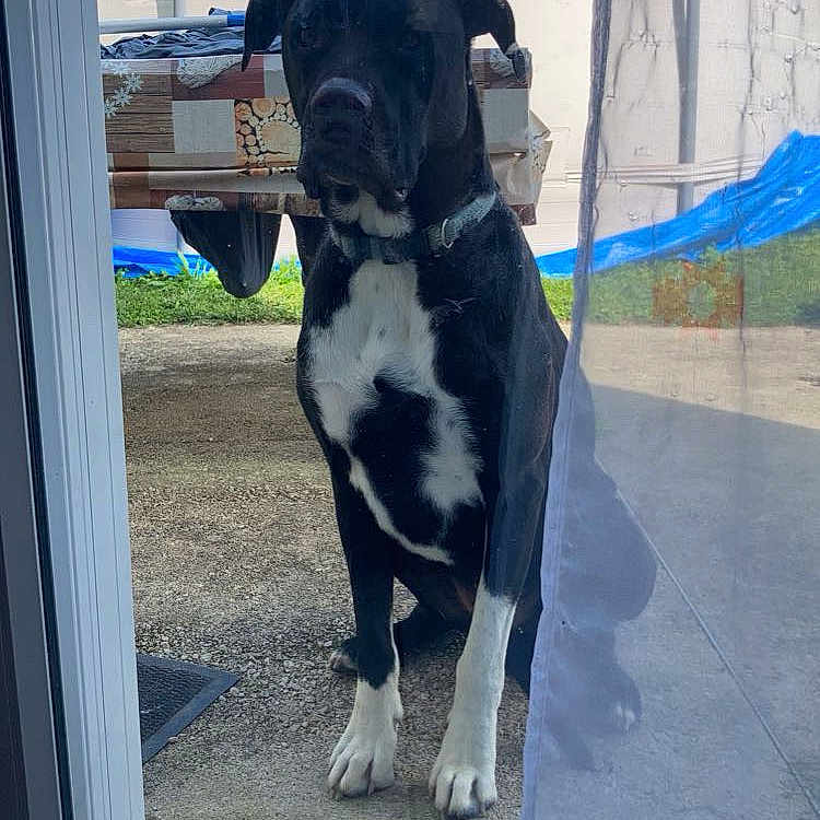 Norween a rejoint le concours — aidez-le/la à gagner de superbes lots ! animal, architecture, building, canine, dog, door, greatdane, herbal, herbs, hound, labradorretriever, outdoors, pet, plant, pool, pottedplant, puppy, shelter, water, window