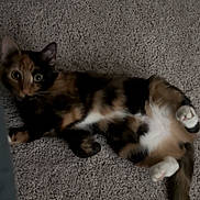 Bella joined the competition — help win amazing prizes! cat, calico, pet, animal, feline, carpet, indoor, fur, whiskers, paws, playful, curious, lying_down, cute, domestic_animal, mammal, relaxed, wide_eyes, tail, soft