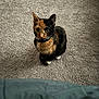 cat, calico, pet, animal, carpet, indoor, feline, fur, curious, sitting, looking_up, whiskers, ears, cute, domestic, soft_lighting, texture, closeup, companion, animal_portrait