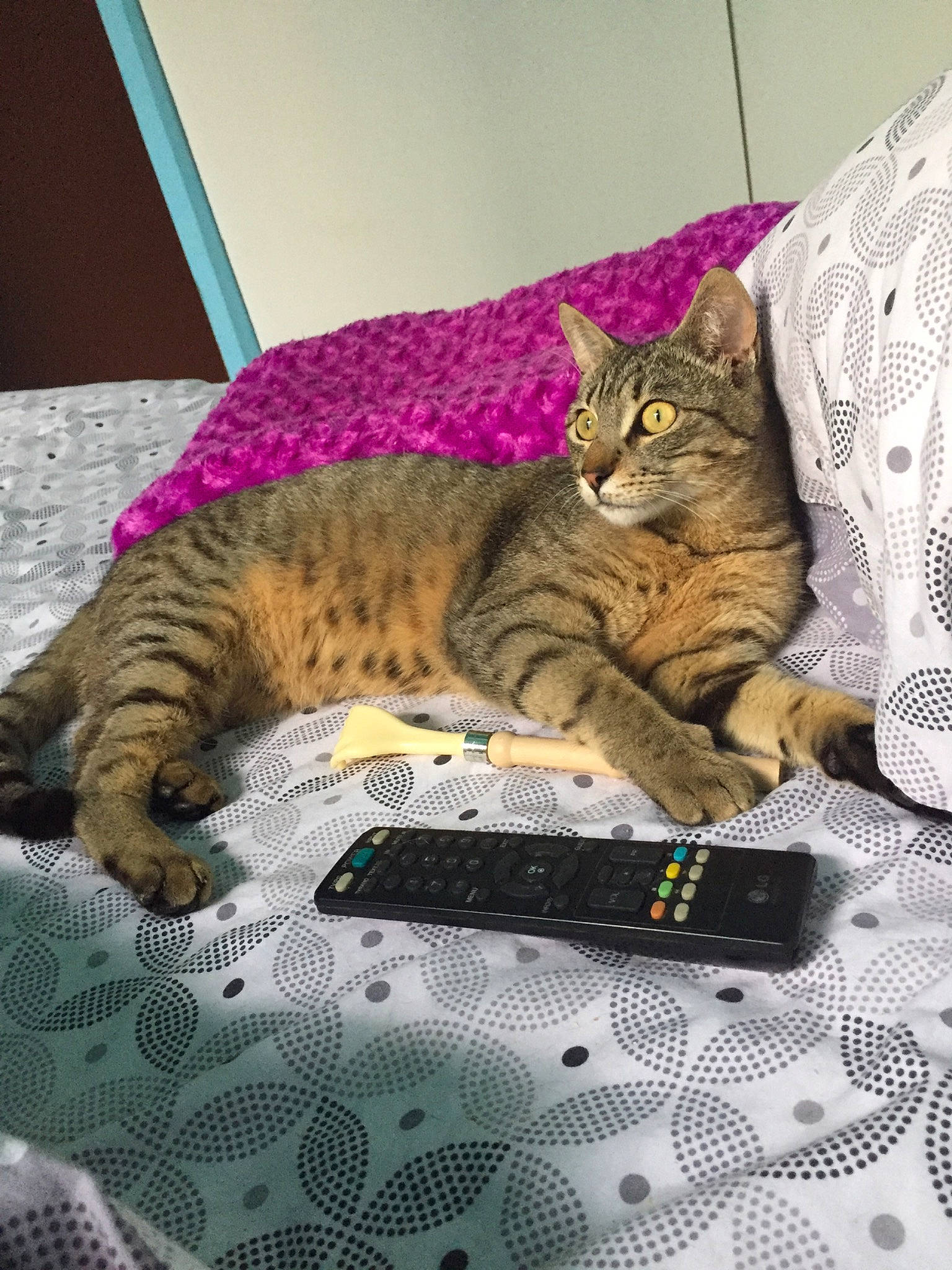 Titou a rejoint le concours — aidez-le/la à gagner de superbes lots ! american_shorthair, asian, bengal, california_spangled, carnivore, cat, domestic_short_haired_cat, dragon_li, egyptian_mau, european_shorthair, felidae, kitten, mammal, ocicat, pixie_bob, small_to_medium_sized_cats, tabby_cat, technology, toyger, whiskers