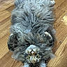 cat, fluffy, long_hair, lying_down, wooden_floor, curious_eyes, paws, pet, domestic_animal, indoor, cute, feline, fur, relaxed, whiskers, tabby, playful, animal, mammal, adorable