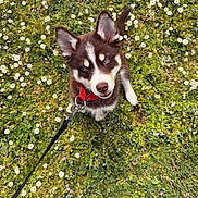 Bahia a rejoint le concours — aidez-le/la à gagner de superbes lots ! puppy, dog, husky, blue_eyes, leash, grass, flowers, spring, outdoor, pet, canine, nature, greenery, cute, animal, young, playful, looking_up, ears, collar