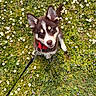 puppy, dog, husky, blue_eyes, leash, grass, flowers, spring, outdoor, pet, canine, nature, greenery, cute, animal, young, playful, looking_up, ears, collar