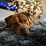 Chunk is registered to the contest to win money with this photo: animal, bokeh, brown_dog, canine, christmas_tree, close_up, cozy, decor, dog, fluffy_rug, holiday, home, indoor, lights, lying_down, pet, portrait, relaxed, soft_texture, warm_lighting