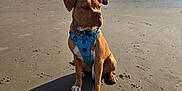 Chunk joined the competition — help win amazing prizes! animal, beach, canine, clouds, coast, daytime, dog, harness, leash, nature, ocean, outdoor, pet, sand, sea, shadow, sky, sunlight, water, waves