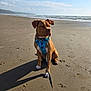 Chunk joined the competition — help win amazing prizes! dog, beach, sand, ocean, sky, clouds, harness, leash, shadow, sea, water, animal, pet, outdoor, sunlight, canine, nature, coast, waves, daytime