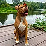 dog, butterfly, lake, dock, wooden, nature, outdoor, animal, pet, greenery, water, trees, grass, sky, calm, peaceful, wildlife, summer, closeup, mammal