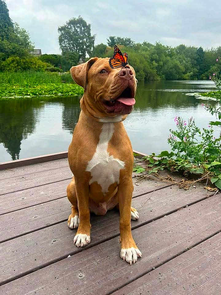 Chunk