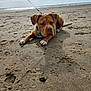 dog, beach, sand, ocean, sky, clouds, leash, harness, brown_dog, white_paws, pet, outdoor, water, waves, canine, animal, nature, coast, relaxing, summer