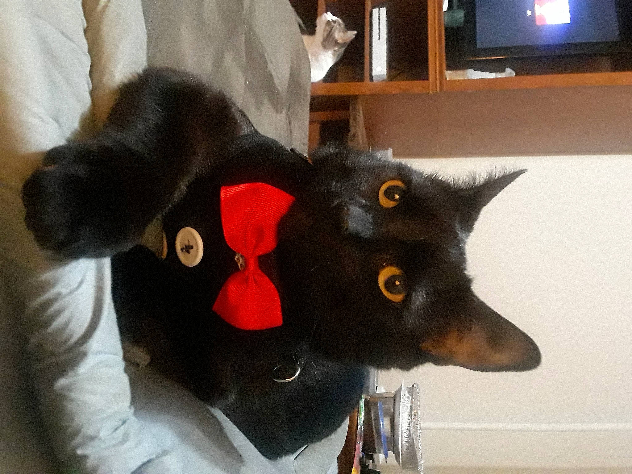 Monster is registered to the contest to win money with this photo: black_cat, bombay, canidae, carnivore, cat, collar, costume_hat, dog_breed, domestic_short_haired_cat, ear, felidae, fur, mammal, small_to_medium_sized_cats, snout, table, television, vertebrate, whiskers, working_animal
