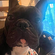 Stitch participe au concours pour gagner de l'argent avec cette photo : dog, french_bulldog, pet, close_up, indoor, dog_face, black_and_white, curious, staircase, window, curtains, blanket, cozy, animal, canine, companion, domestic, portrait, snout, ears