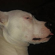 Lady is registered to the contest to win money with this photo: dog, sleeping, white, tongue_out, pet, animal, closeup, relaxation, rest, face, cute, calm, domestic_animal, fur, muzzle, nose, ears, lying_down, portrait, quiet