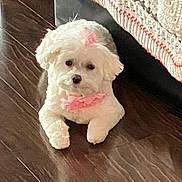 Lilly joined the competition — help win amazing prizes! dog, white_dog, pet, indoor, wooden_floor, bow, collar, cute, small_dog, fluffy, resting, floor, crocheted_blanket, fabric, homedecor, animal, companion, domestic_animal, laying_down, adorable