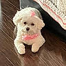 adorable, animal, bow, collar, companion, crocheted_blanket, cute, dog, domestic_animal, fabric, floor, fluffy, homedecor, indoor, laying_down, pet, resting, small_dog, white_dog, wooden_floor