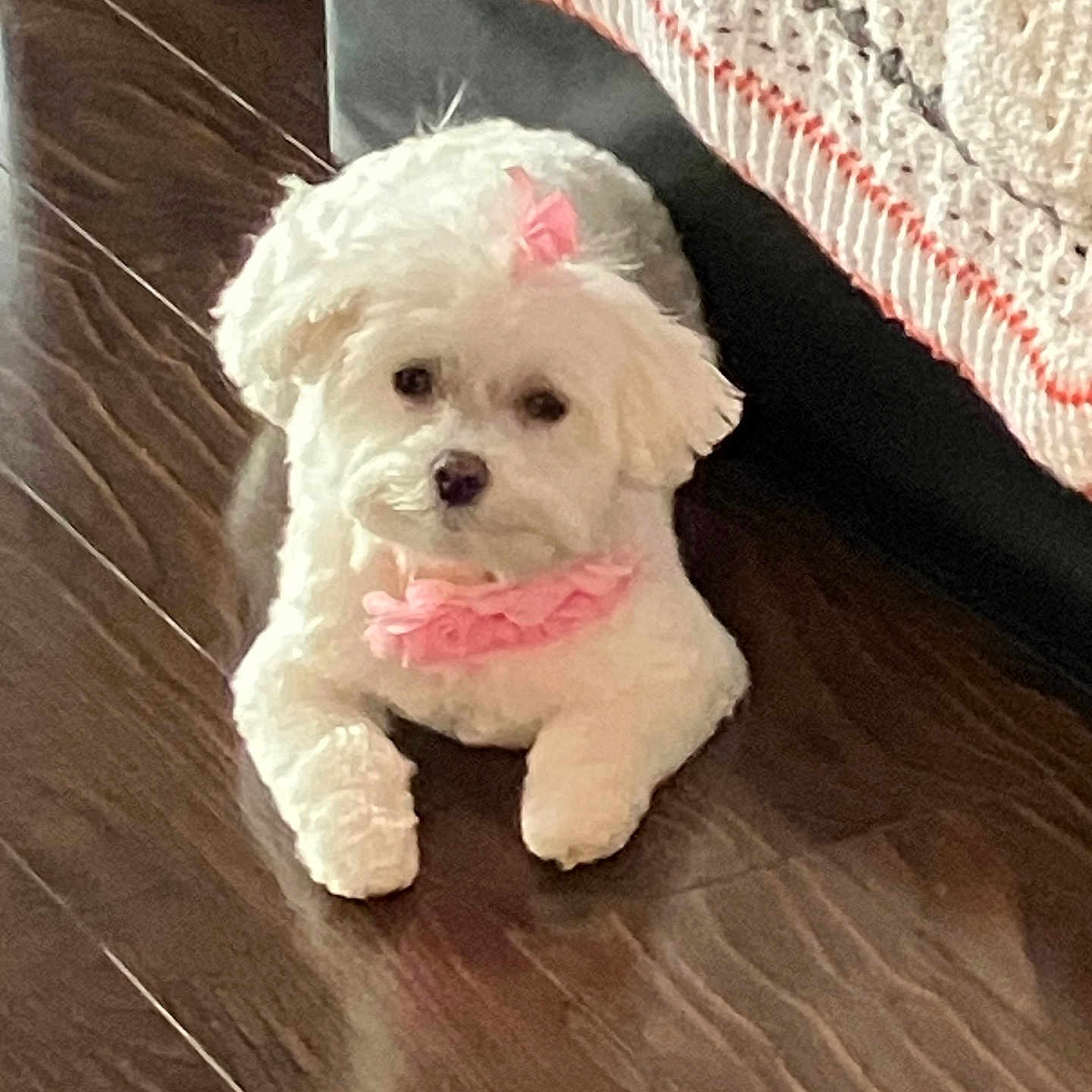Lilly